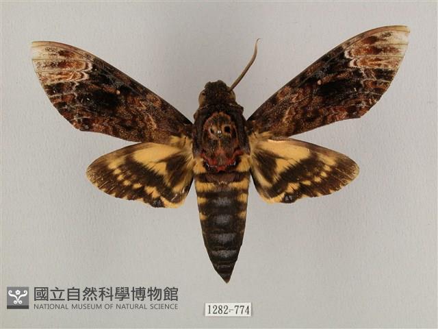 鬼臉天蛾藏品圖，第1張