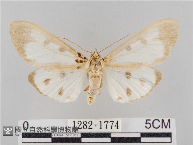 長斑擬燈蛾藏品圖，第1張