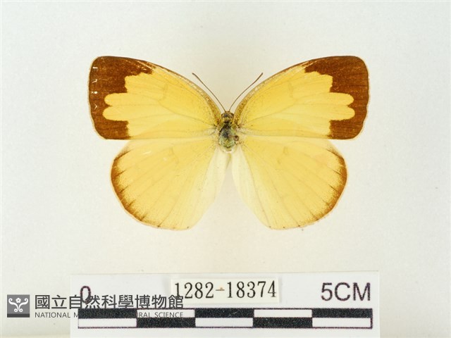 島嶼黃蝶、江崎黃蝶藏品圖，第1張