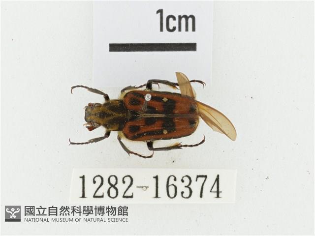 叉斑陷紋金龜藏品圖，第1張