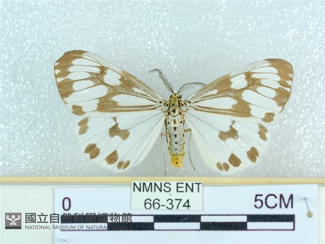 粉蝶燈蛾藏品圖，第1張