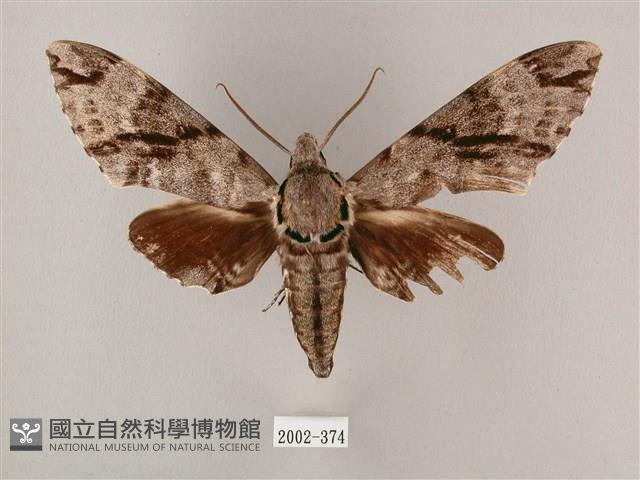 粗斜紋天蛾藏品圖，第1張