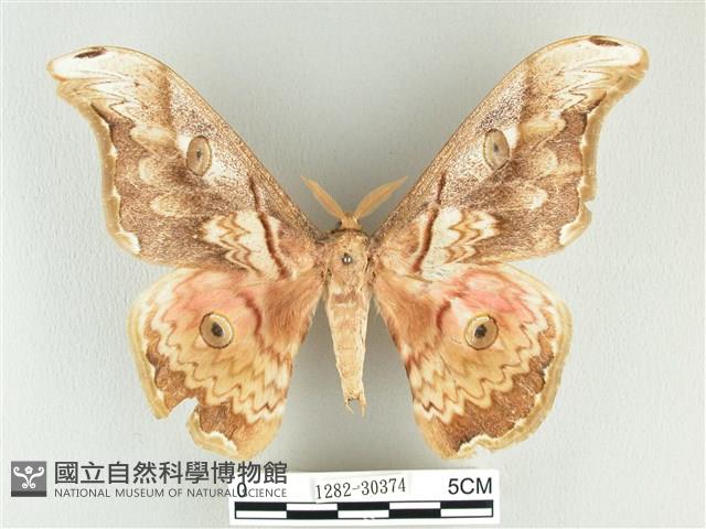 大綠目天蠶蛾藏品圖，第1張