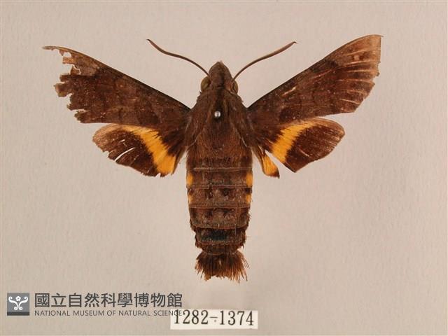 波斑長喙天蛾藏品圖，第1張