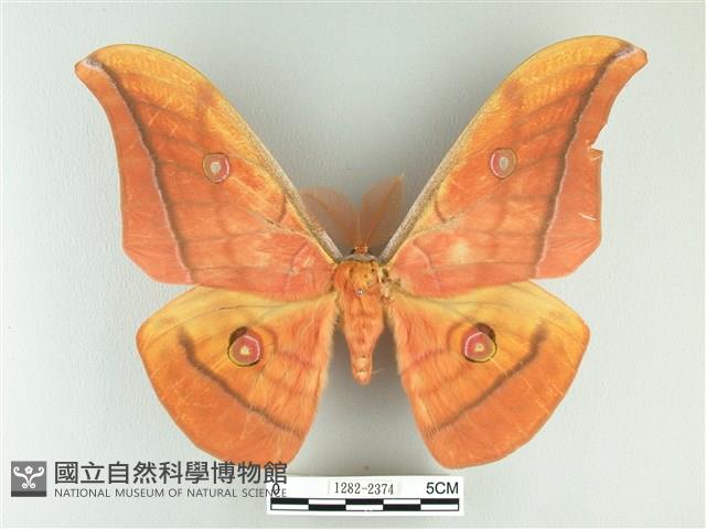 大透目天蠶蛾藏品圖，第1張