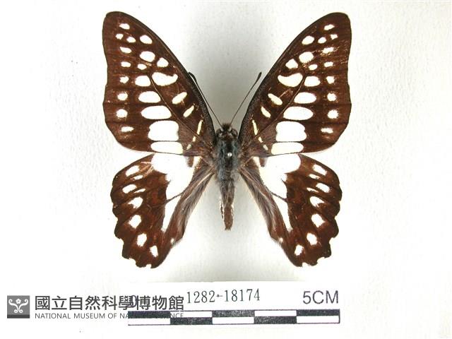 木蘭青鳳蝶藏品圖，第1張