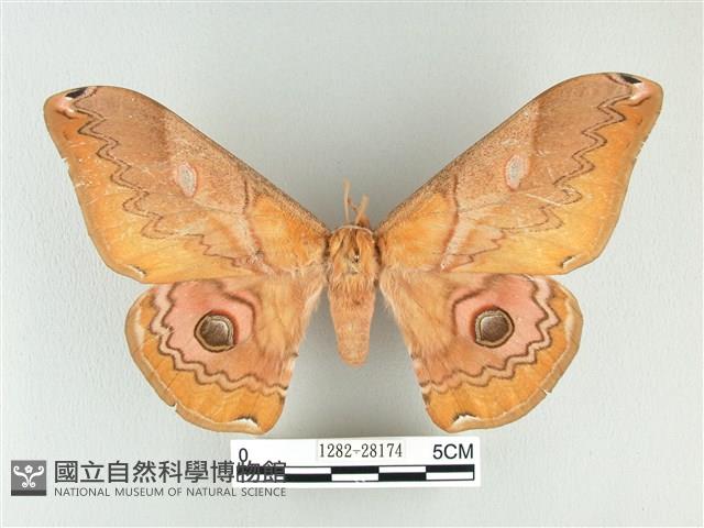 雙黑目天蠶蛾藏品圖，第1張