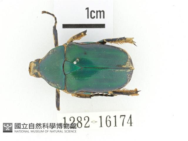 細腳騷金龜藏品圖，第1張