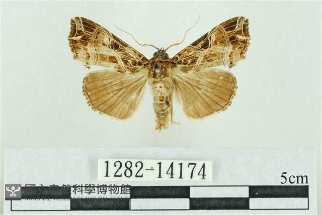 粉紅帶散紋夜蛾藏品圖，第1張