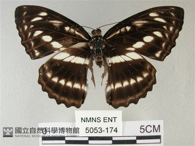 異紋帶蛺蝶藏品圖，第1張