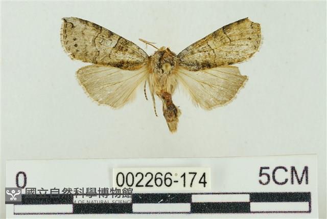 帶波紋蛾藏品圖，第1張