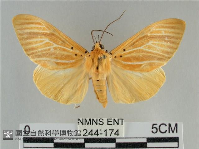 橙擬燈蛾藏品圖，第1張
