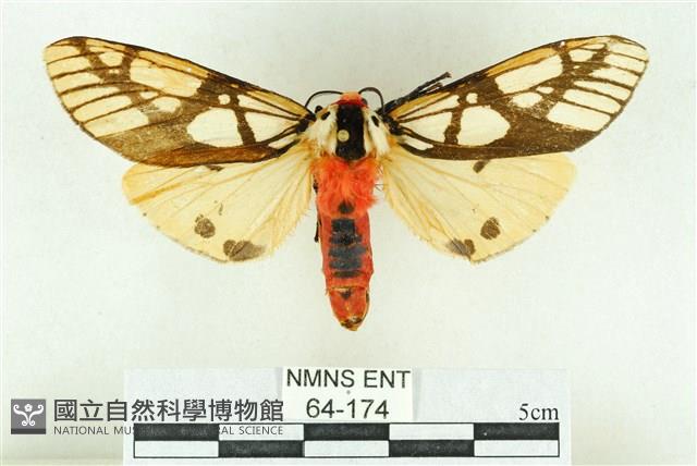 乳白斑燈蛾藏品圖，第1張