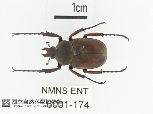 陳氏角金龜藏品圖，第1張