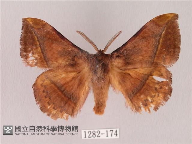 阿里山絨帶蛾藏品圖，第1張