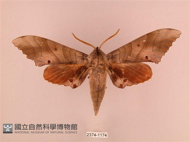 栗六點天蛾藏品圖，第1張