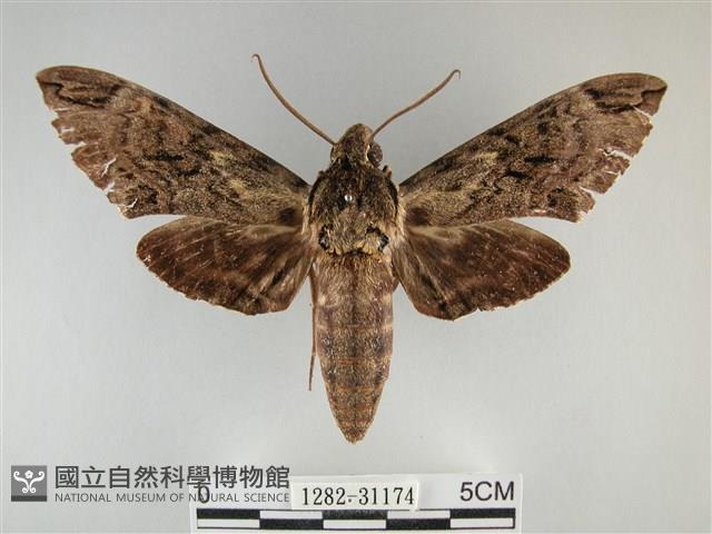 霜天蛾藏品圖，第1張