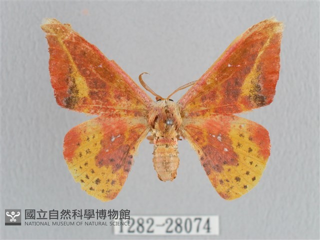 鉛斑帶鉤蛾藏品圖，第1張