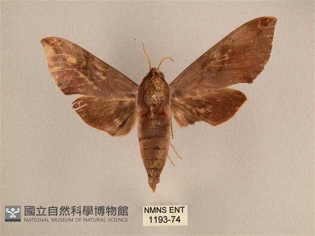 背中白天蛾藏品圖，第1張