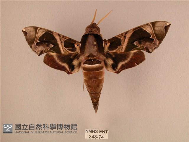 暗綠白腰天蛾藏品圖，第1張