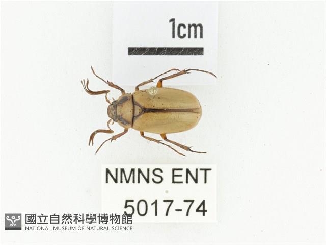 鞍馬山金背金龜藏品圖，第1張