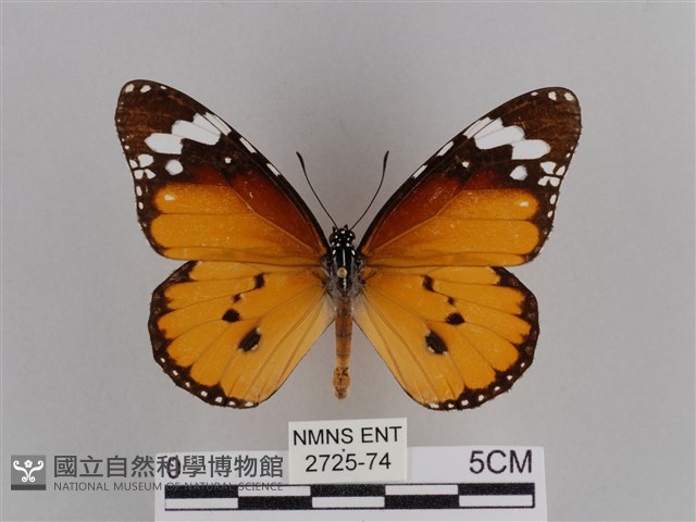 樺斑蝶藏品圖，第1張