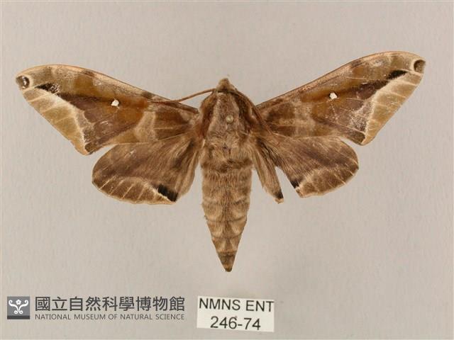 白點天蛾 藏品圖，第1張