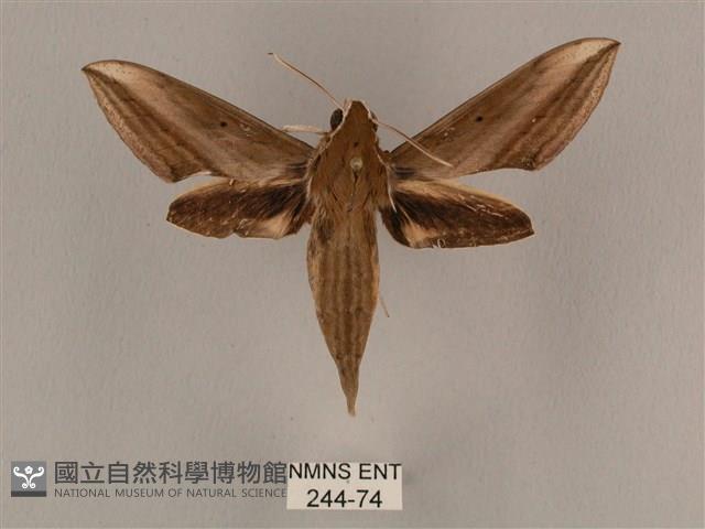 背線天蛾藏品圖，第1張