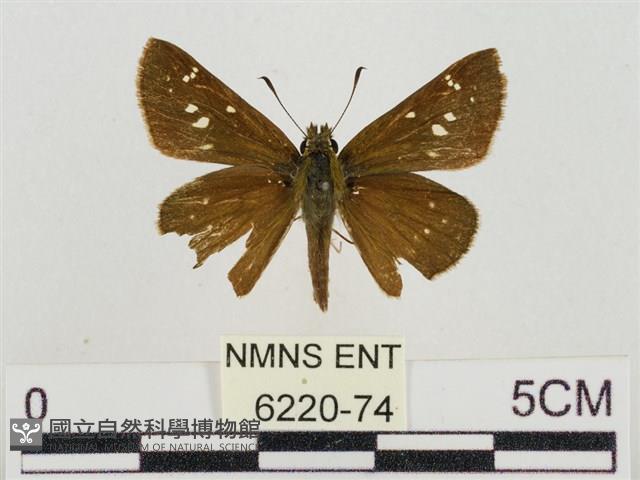 假禾弄蝶藏品圖，第1張