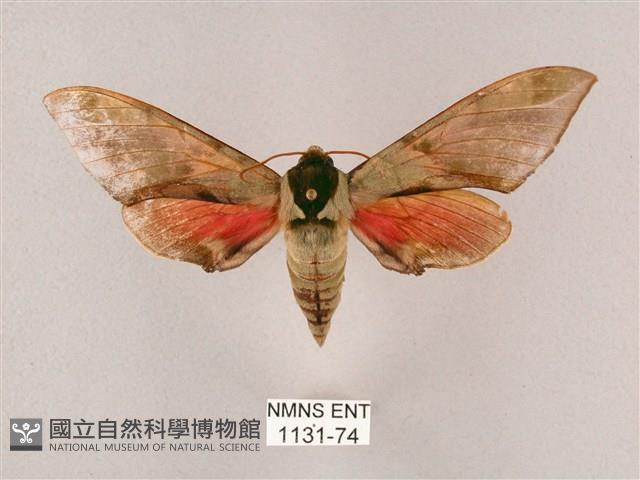 榆綠天蛾藏品圖，第1張