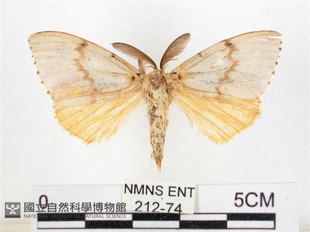 木毒蛾藏品圖，第1張