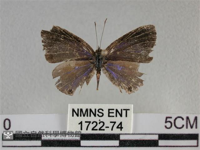 雅波灰蝶藏品圖，第1張