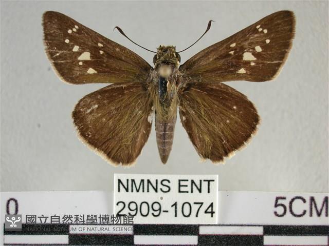 尖翅褐弄蝶藏品圖，第1張