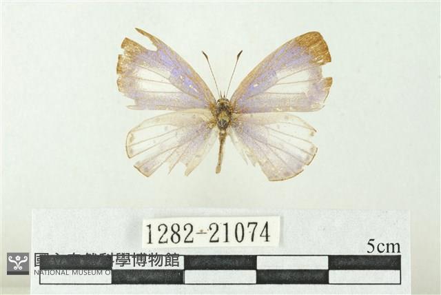 白斑嫵琉灰蝶藏品圖，第1張