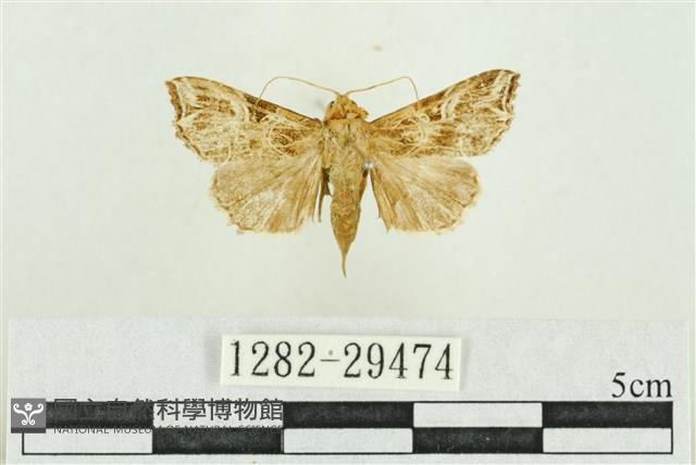 弧角散紋夜蛾藏品圖，第1張