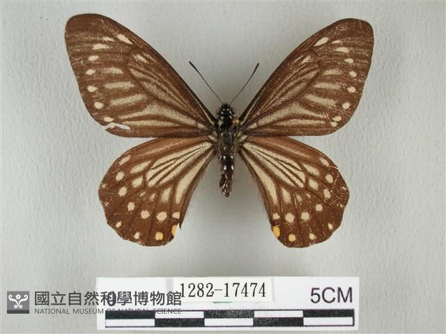 黃星斑鳳蝶藏品圖，第1張