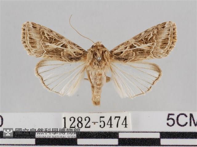 斜紋夜盜蛾藏品圖，第1張