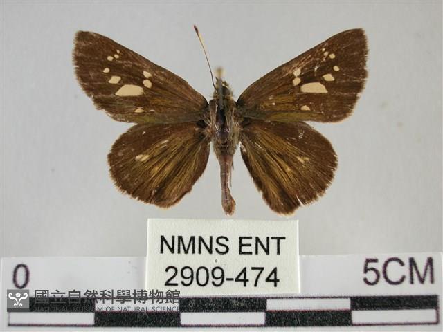 黃紋孔弄蝶藏品圖，第1張