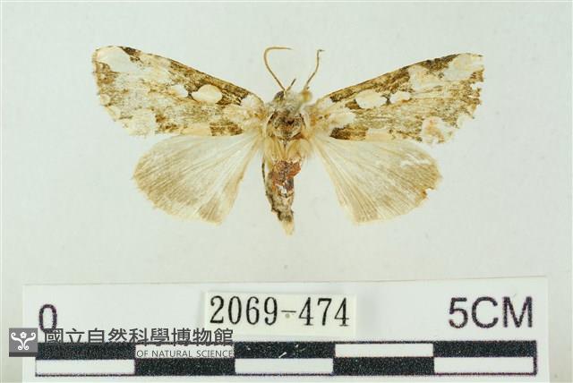 連珠波紋蛾藏品圖，第1張