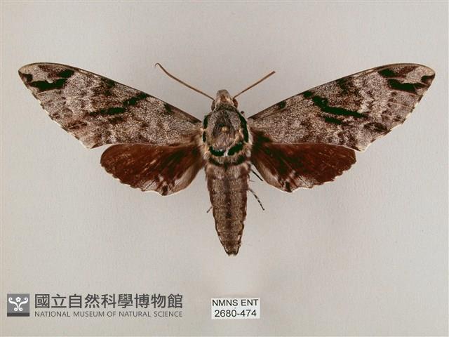 粗斜紋天蛾藏品圖，第1張