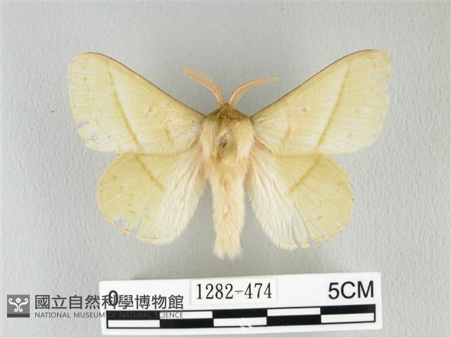 青枯葉蛾藏品圖，第1張