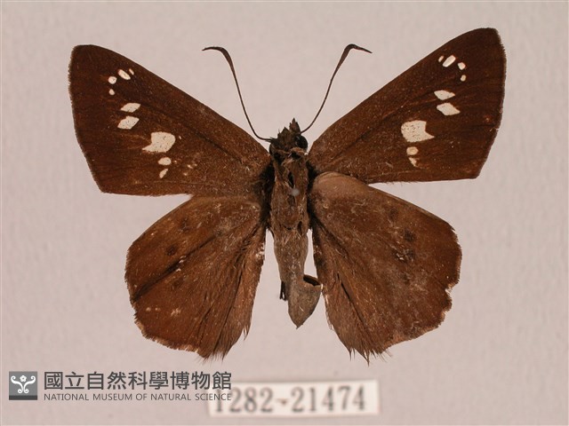 臺灣瑟弄蝶藏品圖，第1張