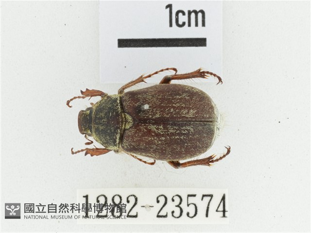 黃腹黑金龜藏品圖，第1張