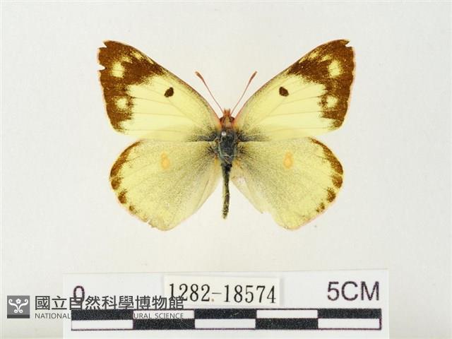 紋黃粉蝶藏品圖，第1張