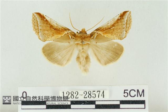 印華波紋蛾藏品圖，第1張