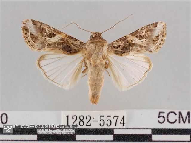 斜紋夜盜蛾藏品圖，第1張