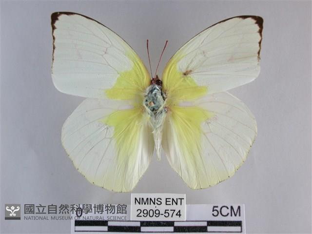 遷粉蝶、淡黃蝶藏品圖，第1張