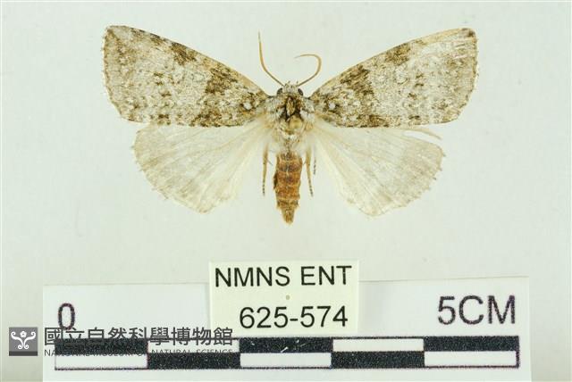 臺灣銀斑異波紋蛾藏品圖，第1張