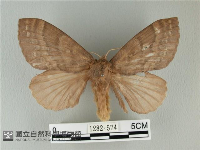 波紋枯葉蛾藏品圖，第1張