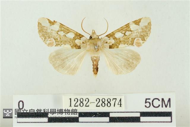 連珠波紋蛾藏品圖，第1張